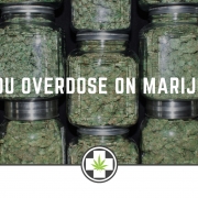 Can You Overdose On Marijuana
