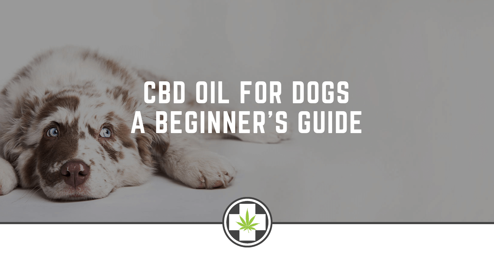 CBD Oil for Dogs - A Beginner’s Guide