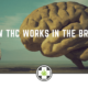 How THC Works in the Brain