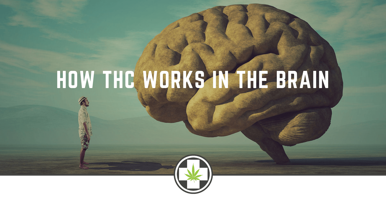 How THC Works in the Brain