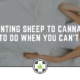 Counting Sheep to Cannabis – What to do When You Can’t Sleep