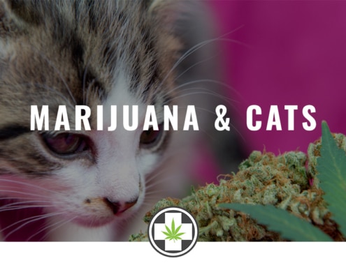 Marijuana And Cats