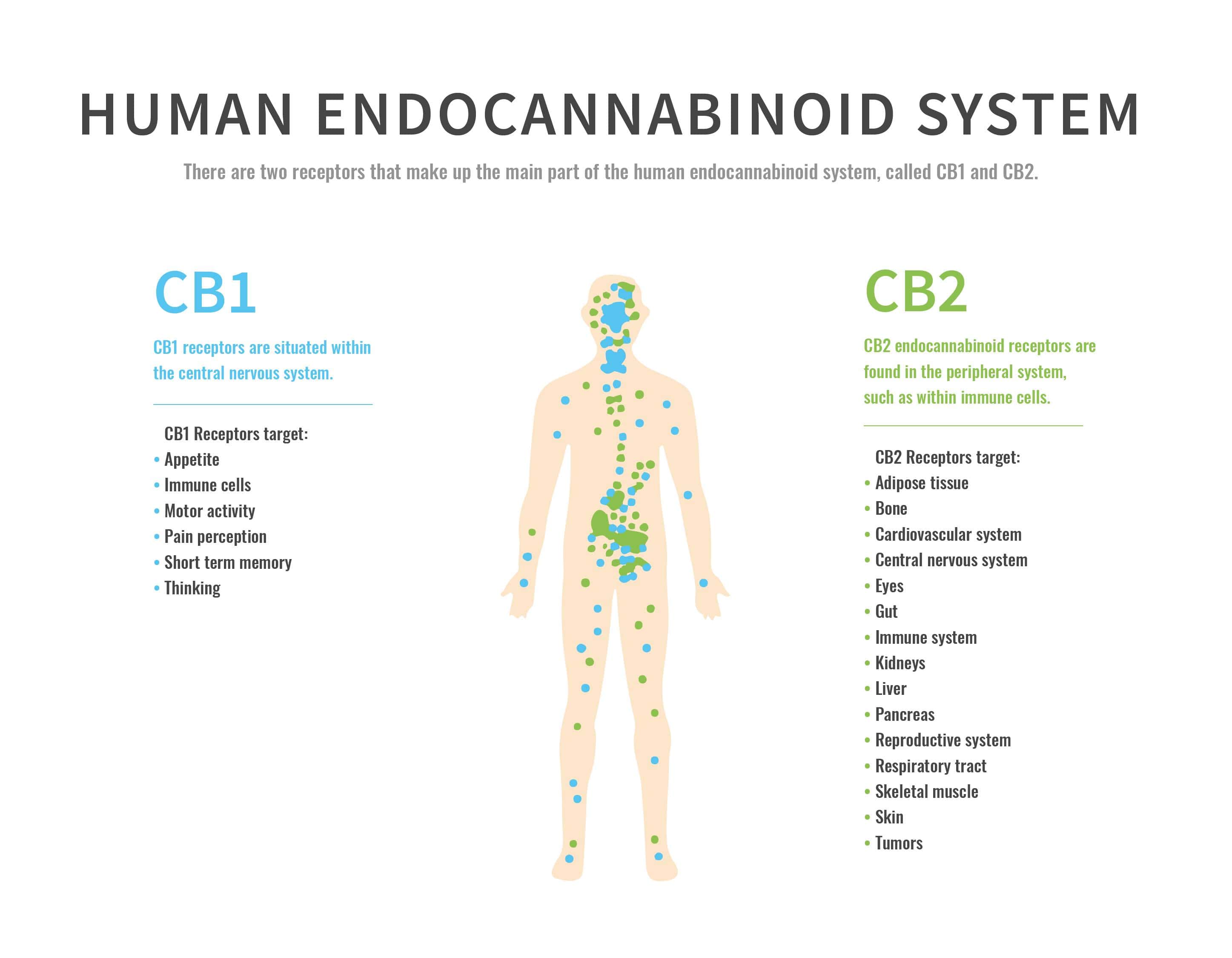 Endocannabinoid System and CB1 and CB2 Receptors