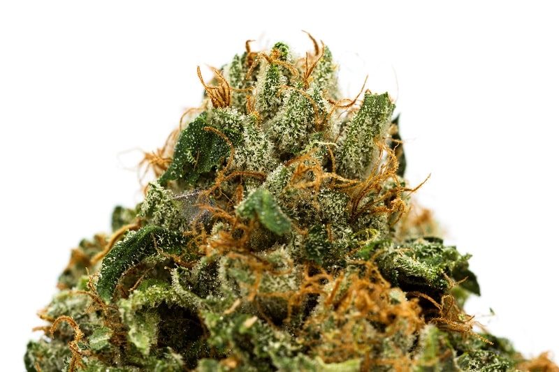 hich Cannabis Strains are the Best for Neuropathic Pai