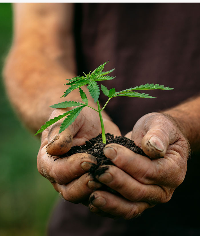 cannabis cultivation laws in Virginia